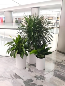 奉化植物出租选哪家？看这篇就有方向！